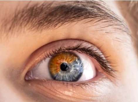 Animal Models for Ophthalmological Rare Diseases